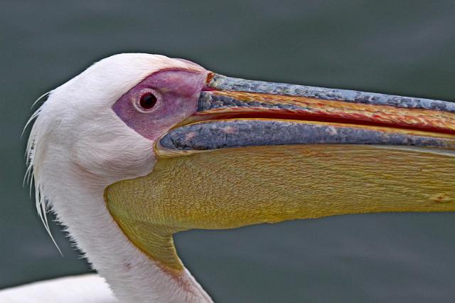 098 Walvis Bay, mola mola dolphin tour.JPG